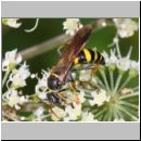 Gorytes laticinctus - Grabwespe w01b 11mm - OS-Hellern Waldwiese det.jpg